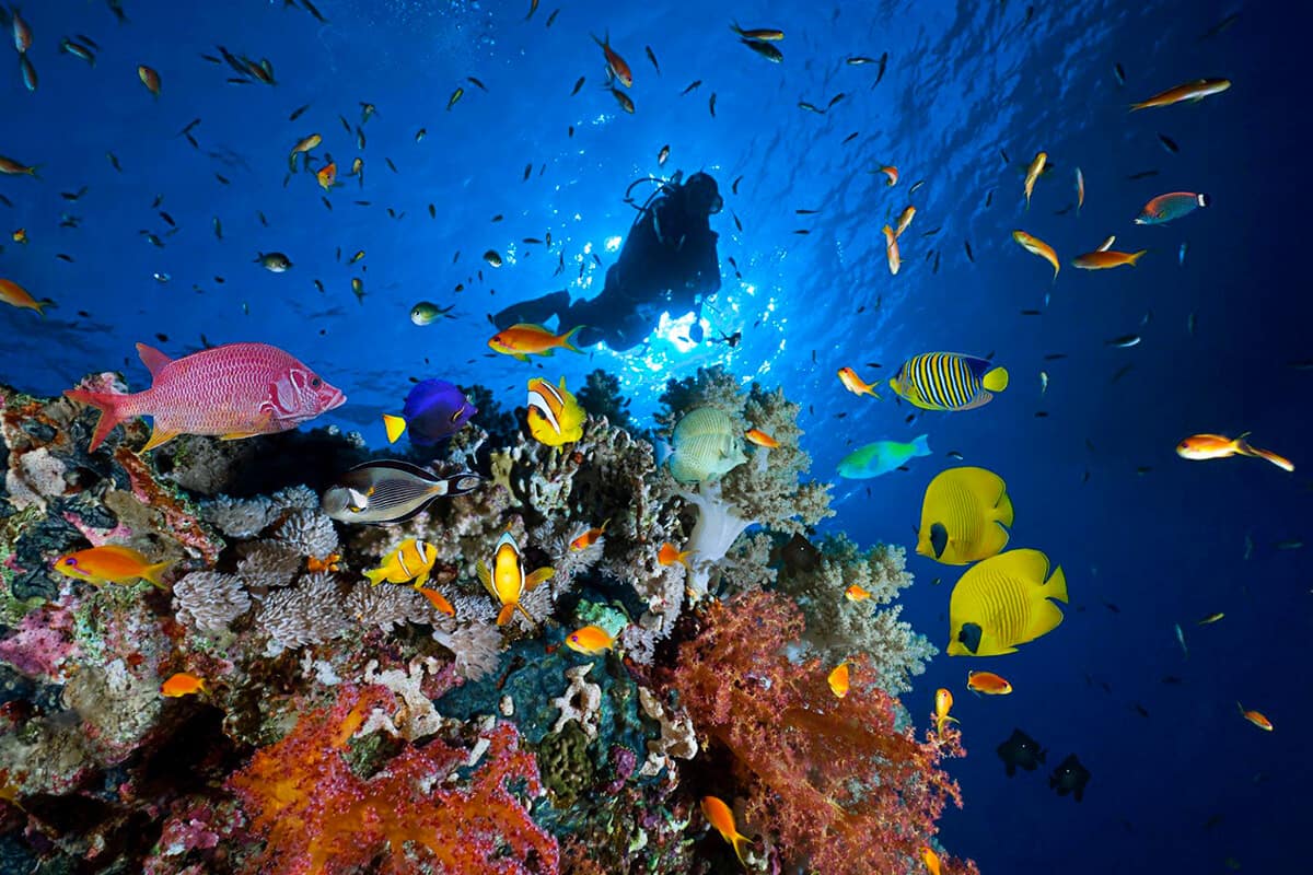 Diving in Egypt