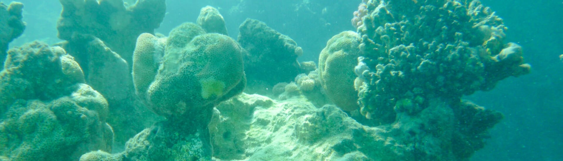 Glass Bottom Boat Tour in Sharm El Sheikh